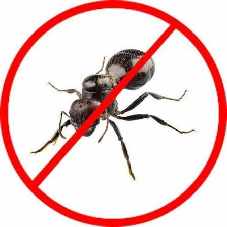 Ant Control service in Sydney - Neom Pest Control