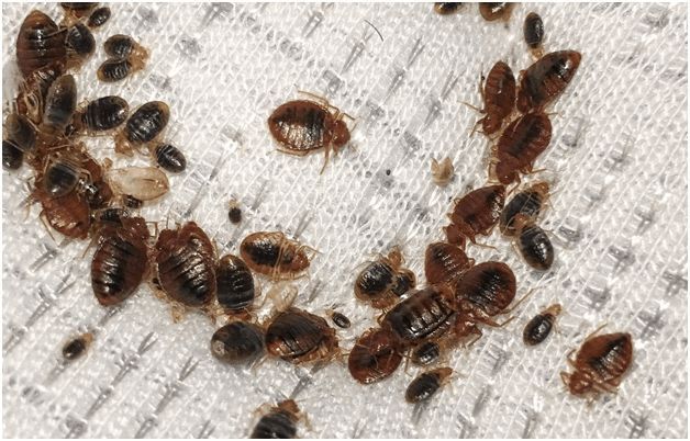 Bed Bug Treatment service in Sydney - Neom Pest Control