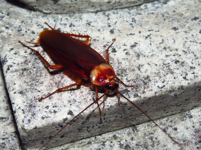 Cockroach Control service in Sydney - Neom Pest Control