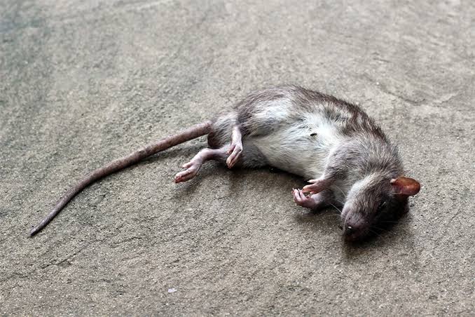 Dead Animal Removal service in Sydney - Neom Pest Control