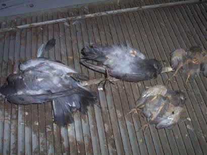 Dead Bird Removal service in Sydney - Neom Pest Control