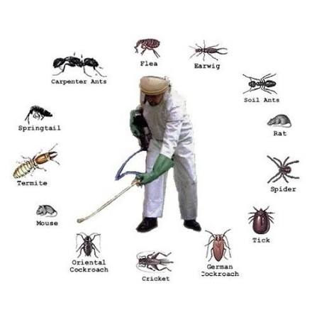General Pest Control service in Sydney - Neom Pest Control
