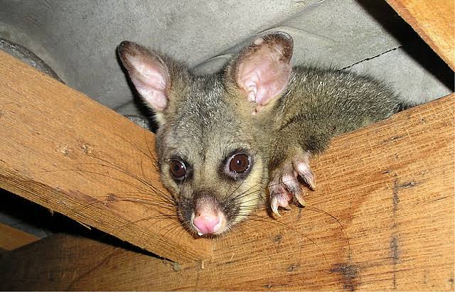 Possum Removal service in Sydney - Neom Pest Control