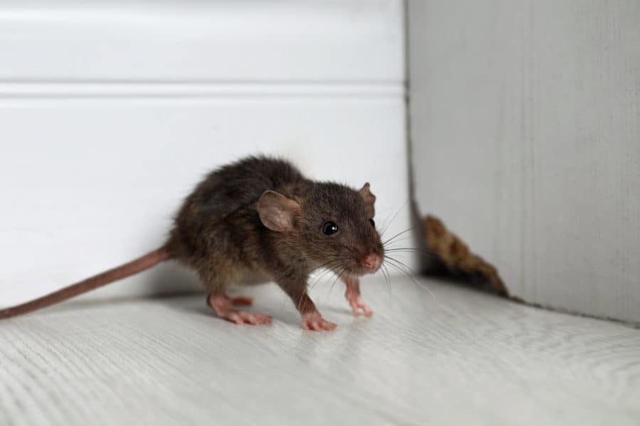 Rodent Control service in Sydney - Neom Pest Control