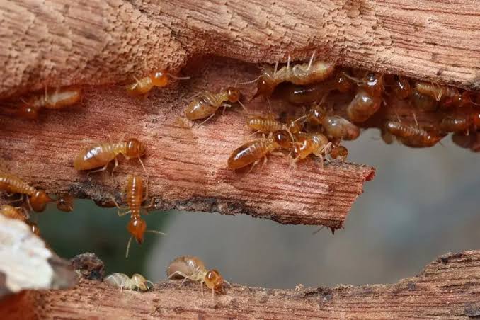 Termite Control service in Sydney - Neom Pest Control